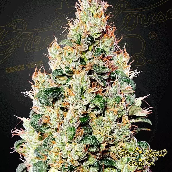 View Exodus Cheese Auto CBD Green House Seeds - Grow Barato