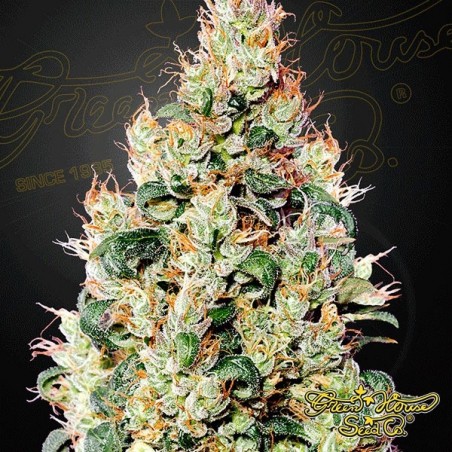 Exodus Cheese Auto CBD Green House Seeds - Grow Barato