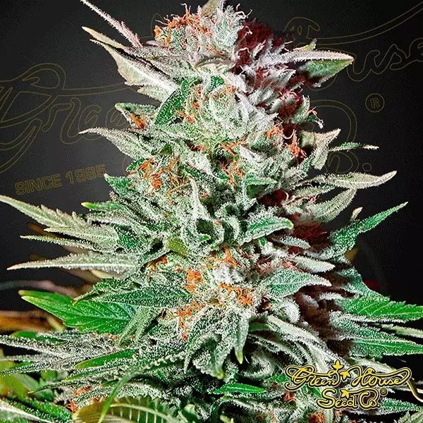 View Super Lemon Haze Auto de Green House Seeds - Grow Barato