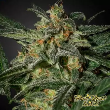 White Widow Auto Cannabis Plant