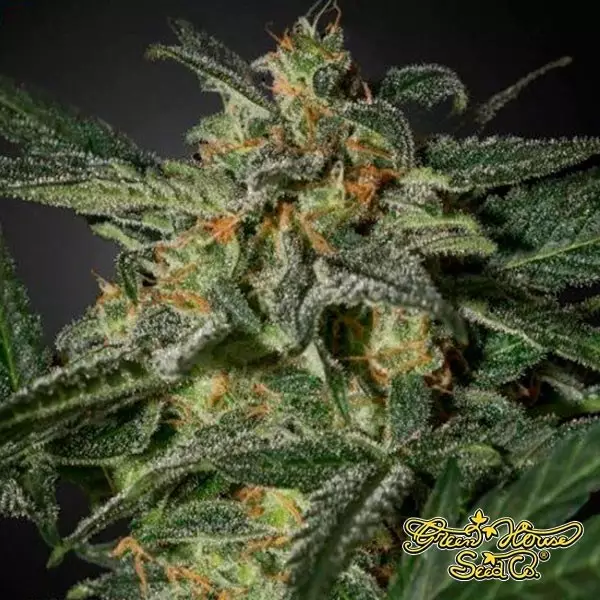 View White Widow Auto de Green House Seeds - GB The Green Brand