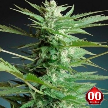 Auto Sweet Dwarf planta de marihuana