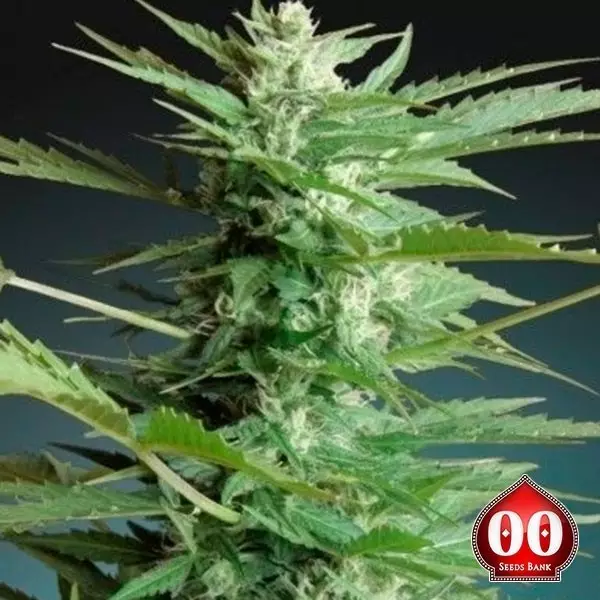 View Auto Sweet Dwarf marijuana plant