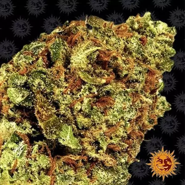 Watermelon Zkittlez Auto Marijuana Plant