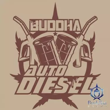 Buddha Auto Diesel semillas de Buddha Seeds - Grow Barato