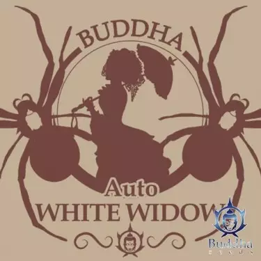 Buda Auto White Widow de Buddha Seeds - GB The Green Brand