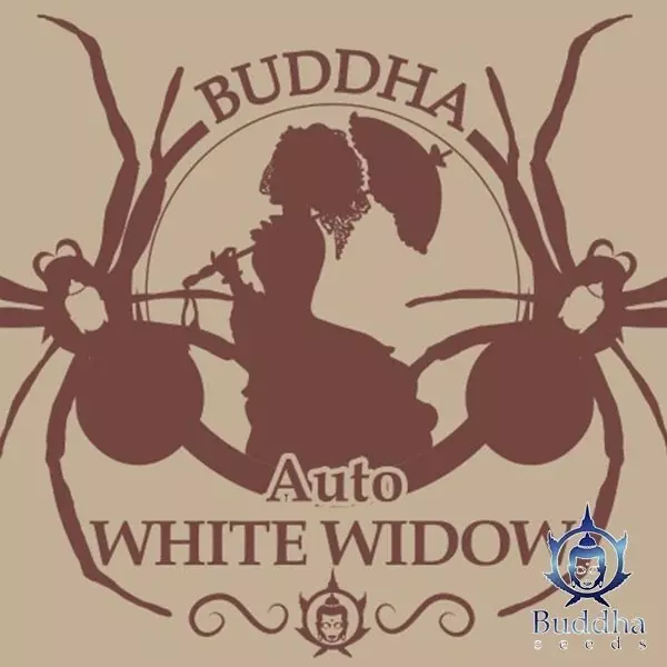 View Buda Auto White Widow de Buddha Seeds - GB The Green Brand