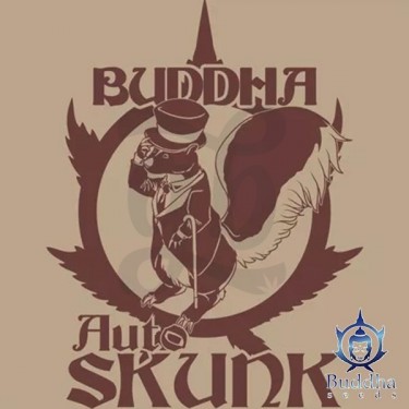 Buddha Auto Skunk