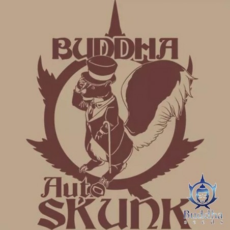 Buddha Auto Skunk de Buddha Seeds Auto - Grow Barato