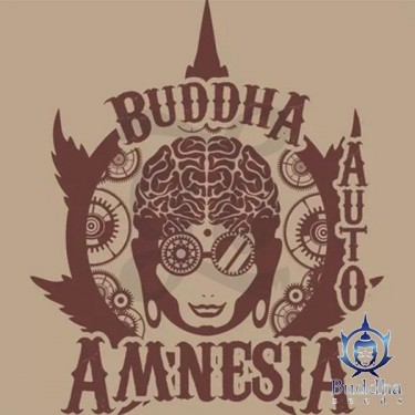 Buddha Auto Amnesia Marijuana Plant