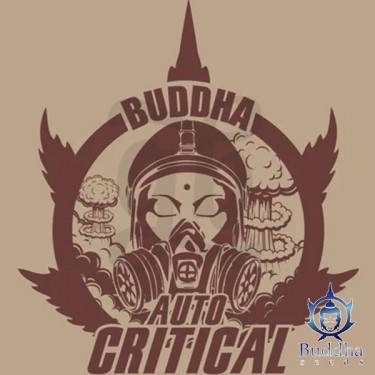 Buddha Auto Critical