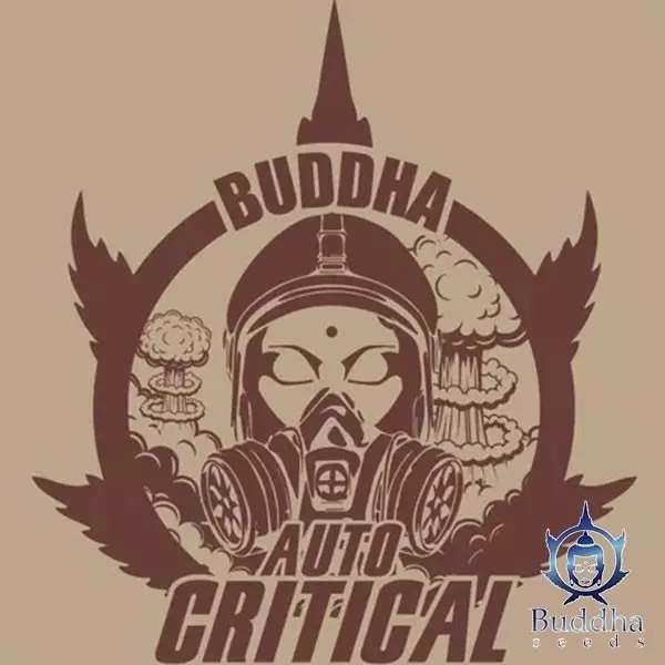 View Buddha Auto Critical