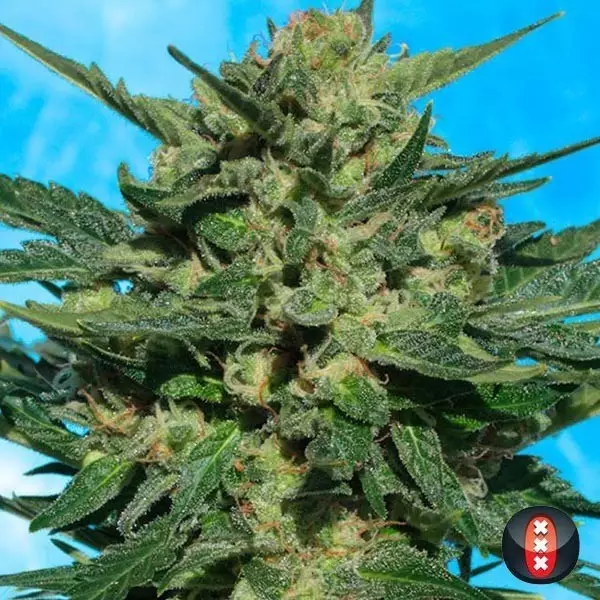View White Russian Auto de Serious Seeds - Grow Barato