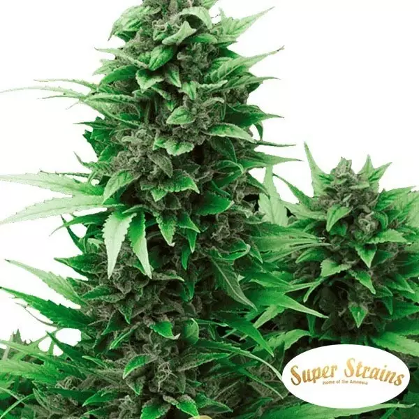 Turing Auto por Super Strains Sementes Automáticas - GB The Green Brand