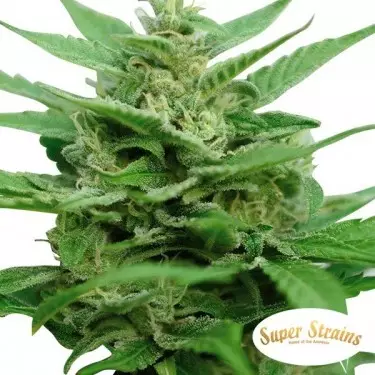 DFA Autoflowering Super Strains Sementes - GB The Green Brand