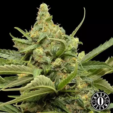 Maxi Gom Cannabis Plant