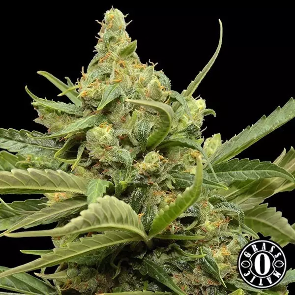 View Maxi Gom Cannabis Plant