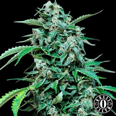 Maxi Haze autofloreciente de Grass-o-Matic - Grow Barato
