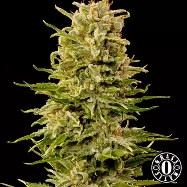 Auto Ak cannabis plant