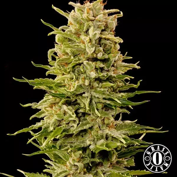 View Auto Ak cannabis plant