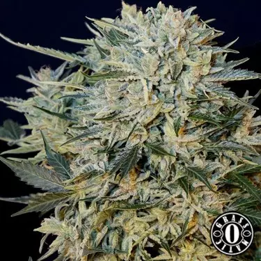 Sugar Gom cannabis plant