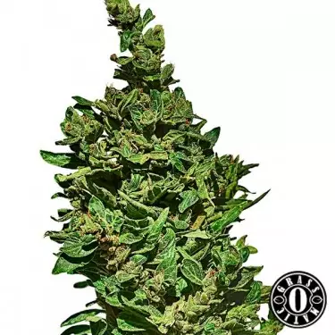 Med Gom Cannabis Plant
