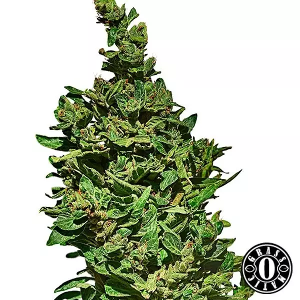 View Med Gom Cannabis Plant