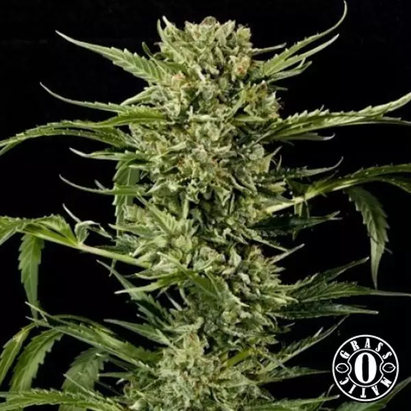 View Auto Mass de Grass-o-Matic feminizada - Grow Barato