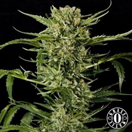 Auto Mass de Grass-o-Matic feminizada - Grow Barato