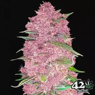 Purple Lemonade Auto Marijuana Plant