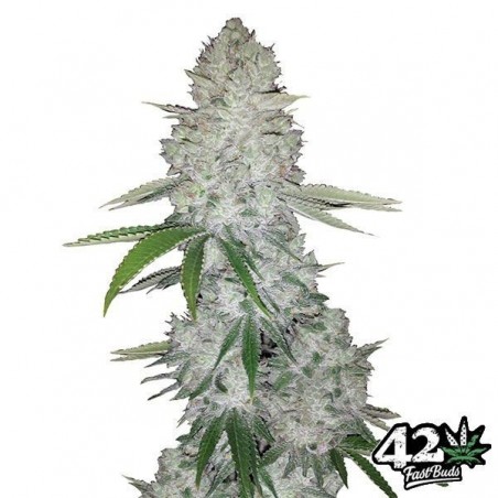 Gorilla Auto semillas feminizada Fast Buds - Grow Barato