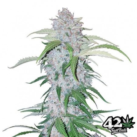 Six Shooter Auto feminizada Fast Buds - Grow Barato