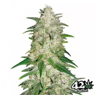 Sementes autoflorescentes Fast Buds Gelato - GB The Green Brand