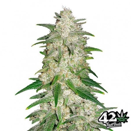 Gelato Auto de Fast Buds American Autoflowers - Grow Barato