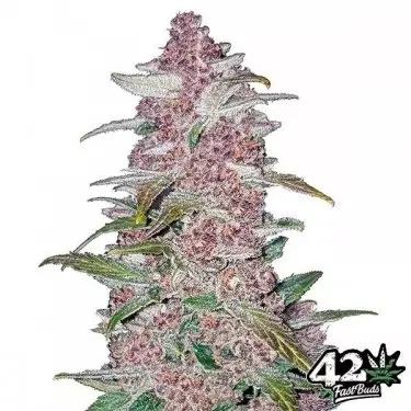Black Berry Auto feminized Fast Buds - GB The Green Brand