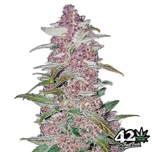 View Black Berry Auto feminizada Fast Buds - Grow Barato