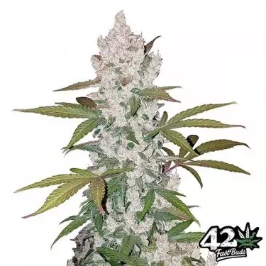 Cookies Auto sementes feminizadas Fast Buds - GB The Green Brand