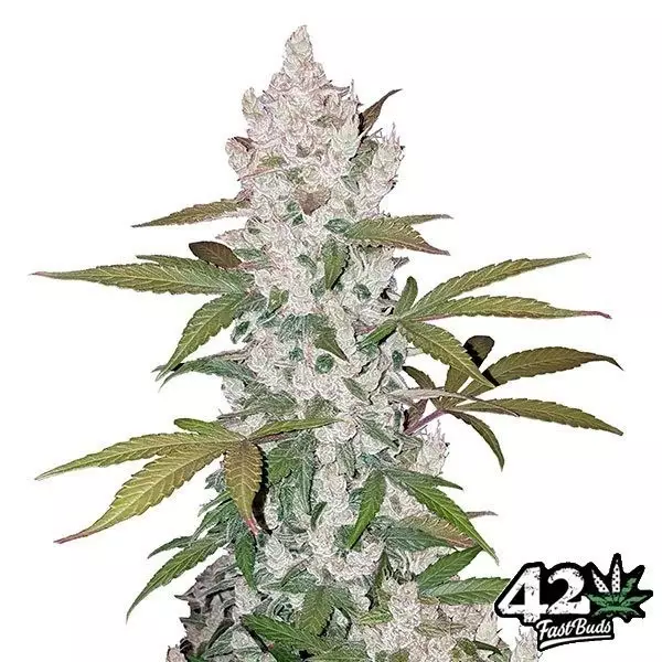 View Cookies Auto semillas feminizadas Fast Buds - Grow Barato
