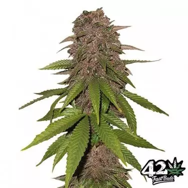 C4 Feminized Self-flowering Fast Buds - GB The Green Brand