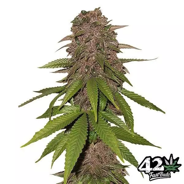 View C4 Autofloreciente feminizada Fast Buds - Grow Barato