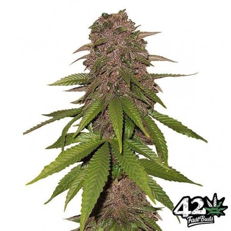 C4 Autofloreciente feminizada Fast Buds - Grow Barato
