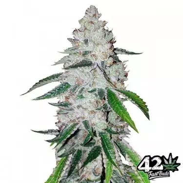 West Coast Og Auto feminized Fast Buds - GB The Green Brand