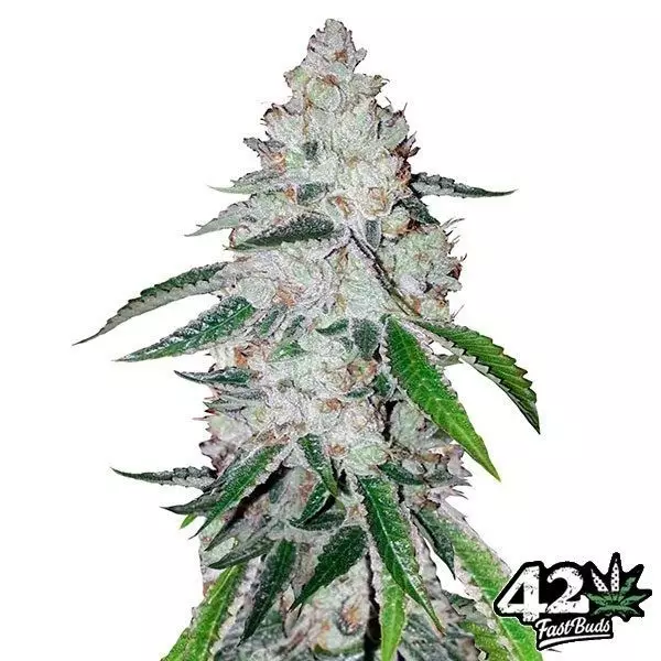 View West Coast Og Auto feminized Fast Buds - GB The Green Brand