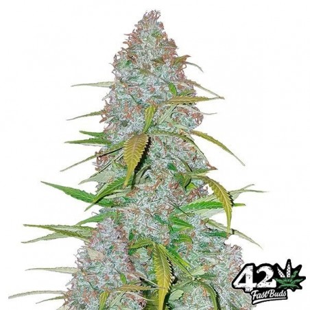 Californian Snow Auto fem. de Fast Buds - Grow Barato