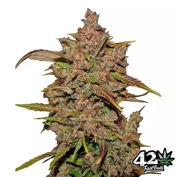 View Crystal Meth Auto Cannabis Plant