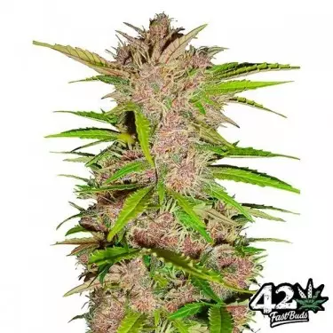 Fastberry Auto feminizada Fast Buds - Grow Barato