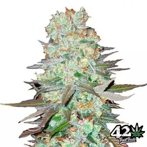 View G14 Auto Cannabis Plant