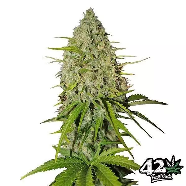 View Toranja por Sementes autoflorescentes Fast Buds - GB The Green Brand