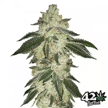 Crack verde de Sementes autoflorescentes Fast Buds - GB The Green Brand