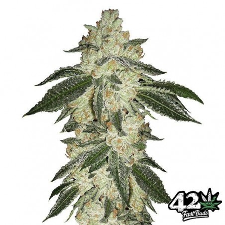 Green Crack de Fast Buds American Autoflowers - Grow Barato